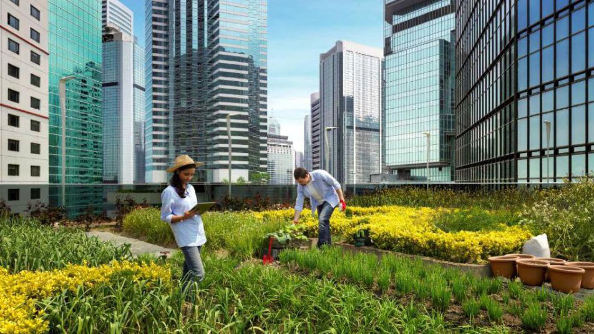 De la shrinking cities la smart cities. Agricultura urbană - soluţie de refacere a oraşelor decăzute